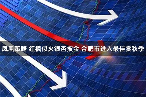 凤凰策略 红枫似火银杏披金 合肥市进入最佳赏秋季